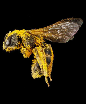 Close up of a pollen covered bee…