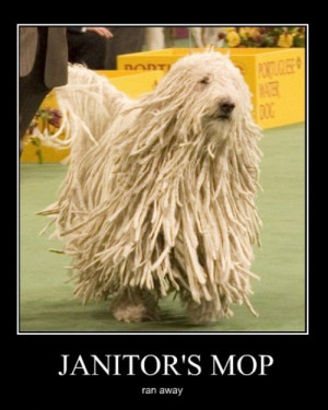 http://www.graphics99.com/janitor%e2%80%99s-mop-funny-animal-picture/
