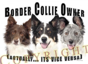 Border Collie Funny Pictures Quotes Jokes Photos Colly 2 Picture