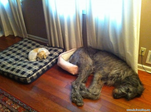 funny-dogs-sleep-sleep-big-small-size-fail