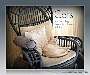 cats-quote-refuge-cat wisdom 101