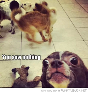 Good Morning Funny Duck...