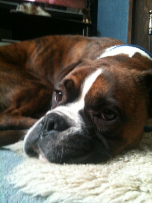 Boxer Dog Rescue Northern England