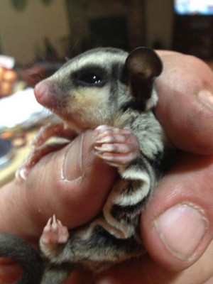 Little brothers new pet! ( spoiled! )