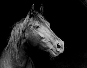 ... Horse Articles page for more Horse Quotes and beautiful horse photos