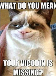Grumpy Cat Quotes | Grumpy cat Vicodin | Quotes Comedy & Quirks More