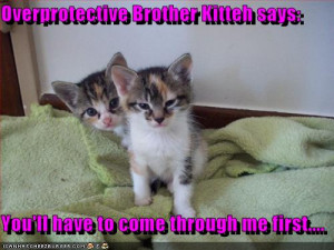 funny-pictures-kitten-has-an-over-protective-brother.jpg