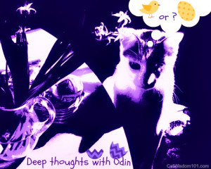 ... or bunnies as Easter gifts. How are your cats celebrating Easter