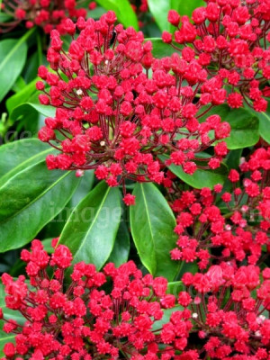 Shrub Evergreen Hardy Ericaceae Family Cultivar Mountain laurel or