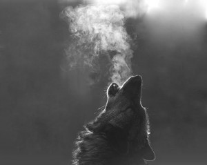 ... , magic mist, photography, smoke, walf, white, winter, wolf, wolfie