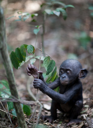 bonobo baby … surely a tantrum would be justified? James Hopkirk