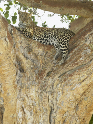 african leopard african leopard african leopard african leopard ...