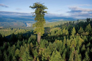Avec ces arbres gigantesques en taille ou en circonférence, la nature ...