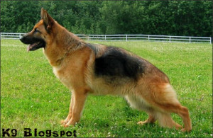Most of the K9 dogs used in US come from different parts of Europe ...