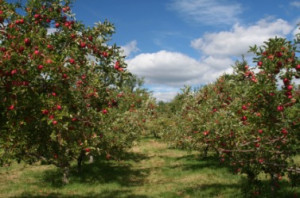 pleasant apple orchard.