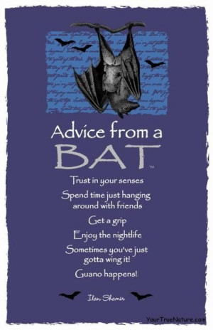 Advice from a Bat ~:By Ilan Shamir ☆