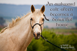 An awkward Colt often becomes a beautiful Horse”