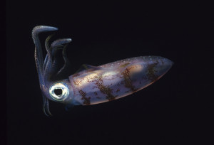 12-15 Caribbean Reef Squid at Night - Daily Inspiration Photography ...