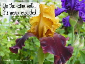 Go the extra mile inspirational quote, FlowerPatchFarmhouse.com