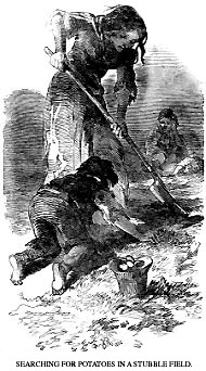 ... drawing of a family searching for food during the Irish potato famine