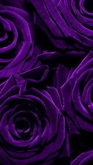 Deep Purple Rose