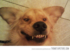 Funny photos funny dog fangs smile teeth