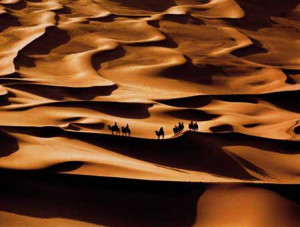 Beauty of the deserts