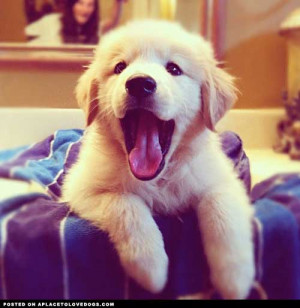 Cutest, fluffiest, best puppy yawn ever!Original Article