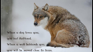 Wolf wisdom spirit mythical black pack the HD Wallpaper