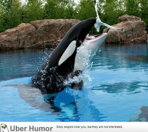 When killer whales aren’t fed properly at Marineland