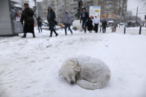 stray dog sleeps in the snow as people pass by on a street in ...