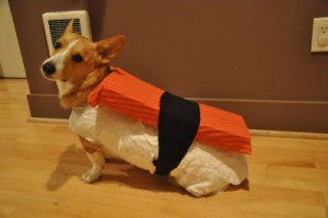 Sushi corgi via The Daily Corgi: Dogs Stuff, Halloween Costumes, Dogs ...