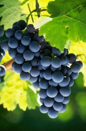 Pruning Tips for Grapevines | For more daily tips, seed giveaways ...