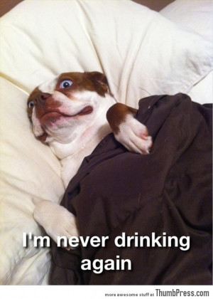 45 Absolutely Hilarious Pictures of Animals to Make You Laugh