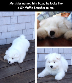 The Fluffiest Fluffy Dog Ever