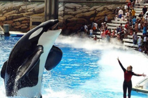 Killer Whales in Captivity: 7 Reasons They Should Be Free