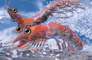 top to bottom will the krill voiced by brad pitt and bill the krill ...