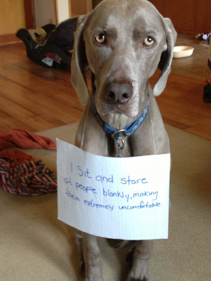 Tumblr’s ‘Dog Shaming’: A Pet Owner’s Form of Brutal Justice