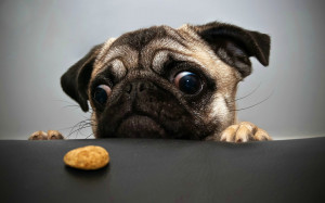 Pug Cookie Wallpapers Pictures Photos Images