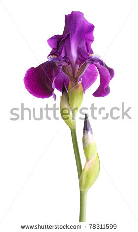 Stem a single deep purple flower of bearded iris (Iris germanica) and ...