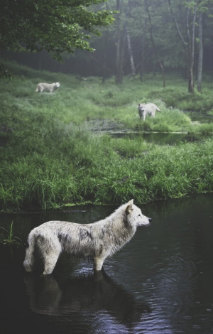 nature, photography, wolf
