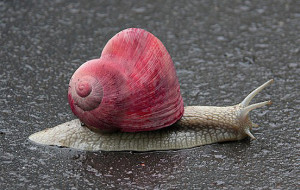 Heart shaped snail Funny Picture