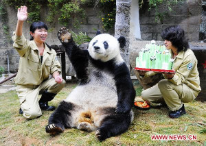 Funny panda, funny panda pictures, funny pandas, panda funny, funny ...