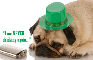 St Patrick’s Day Pug Hangover
