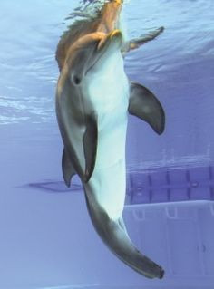 Winter the Dolphin, I got to meet her last week in Clearwater, Florida ...