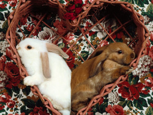 Lovely Rabbits | 1600 x 1200 | Download | Close