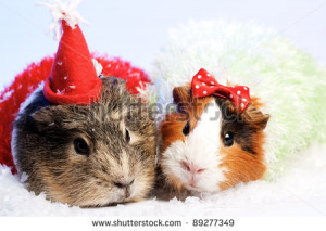 ... funny animals spa guinea pigs funny quotes babies 14 doblelol com