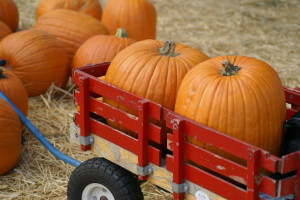 PB Pumpkin Patches has two locations, La Jolla and Pacific Beach ...