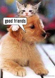 Cat And Dog Good Friends Picture