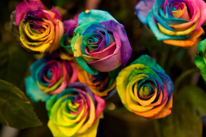 Rainbow Roses - Cool Flower Modification